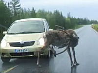 路上で「かい～の」して道路を塞ぐ大きな鹿をパンチで追い払うドライバー
