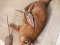 これは珍しいネコネコ動画。ニャンコにべったりなネズミさんの映像